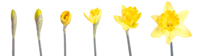 Daffodils and change